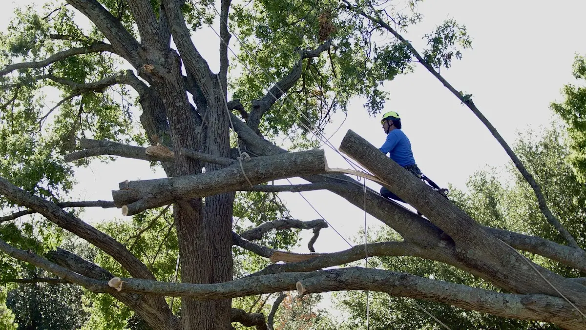 Professional Crown Thinning performed by certified arborists in Doylestown